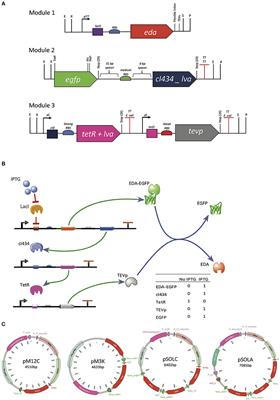 Single-Input Regulatory Cascade for in vivo Removal of the Solubility Tag in Fusion Recombinant Proteins Produced by Escherichia coli